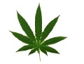Cannabis.jpg